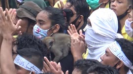 Indonesian protester brings his monkey to join demonstration