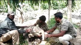 Vets nurse and care for injured elephant calf in southern India