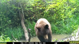 Curious bear plays with trail camera in Idaho