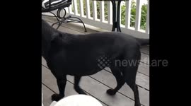 Rescue Dog finds love