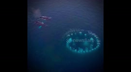 Humpbacks circle krill to create rarely-seen bubble-feeding ring