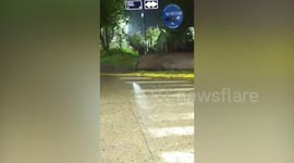 Huge elephant seal is carried back into the sea by locals in Chile