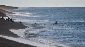 Intense footage of sea lions warding off killer whales until pup is flung airborne