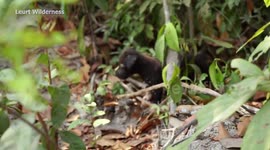 Collect Abandoned and Homeless Puppies Building Hobbit Dog House for These Puppies