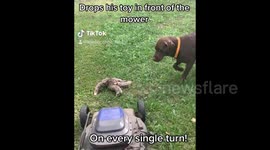 US: Dog Deliberately Drops His Toy In The Lawn Mower’s Path To Get Attention
