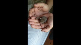 Feathertail Glider taking care of baby Joey born in rescuers hands