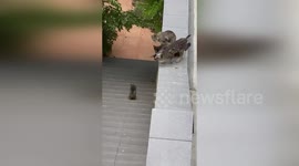 Heartwarming moment adult cats help stranded kitten onto rooftop