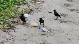 Crows enjoy drinking leftover milk tea on beach
