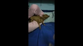 Cute moment when the dog tries to protect the owner from the stranger from teasing and hitting the owner