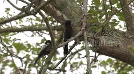 What are these birds doing? Southern Black Tits begging and attacking twigs.
