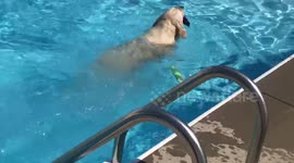 Dog finds boyfriend