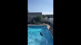 Dog finds love