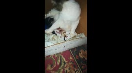 Mummy Angeila Kitty Giving Birth
