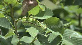 That’s some grub! A giant green caterpillar eating a leaf.