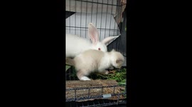Cute baby bunny meets a little kitten in Selangor, Malaysia