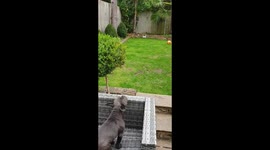 Blue the guardian dog :)