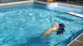Rescue dog finds 'love of her life' in neighbourhood pooch