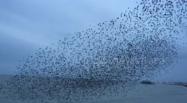 Amazing Starling Murmuration at Brighton Palace Pier