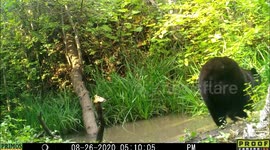 Big Bear eats Sedge