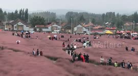 Chinese tourists visit stunning fields of pink grass during National Day holiday