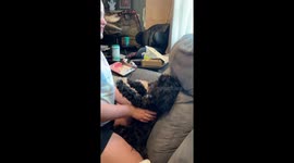 Dogs Trying To Act Narcolepsy