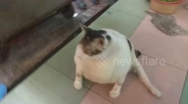 Lovely round fat cat weighs nearly 15 pounds in Vietnam