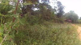 Extended footage shows curious elephants meandering into Sri Lankan village