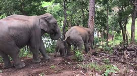 Baby elephants slide down muddy hill on their knees in Thailand