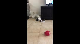 Cheeky husky in Israel eats off her bowl in a lazy yet hilarious way