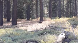 Black bear on hiking trail in South Lake Tahoe