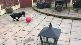 DEMANDING PUPPY SAYS FOOTBALL & JUMPS AT HIS MUM TO GET HER TO WATCH HIM PLAY FOOTBALL.