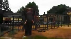 Elephant mistakenly eats plastic bag thrown by tourist in China