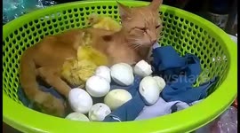 Cat incubates duck eggs and hatches cute ducklings