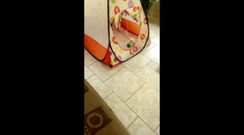 Kitten playing with pendulum ball