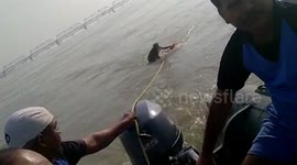 Monkey rescued after getting stranded in river in northern India