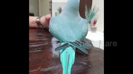 Netherlands: Adorable Parakeet Promotes Self-Love