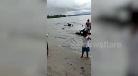 Locals rescue hundreds of dolphins stranded in the shallows on beach in the Philippines