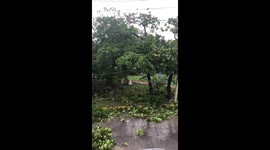 Downed trees after Hurricane Delta sweeps through Cancun, Mexico