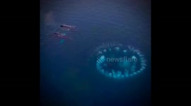 Humpbacks circle krill to create rarely-seen bubble-feeding ring
