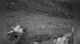 Rare snow leopard captured playing with her cub in northwest China