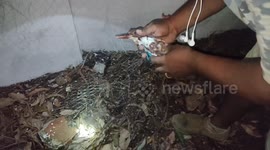 Rescuer acts fast to save lifeless kingfisher trapped in net