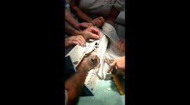 Heroic animal control officers carefully extract trapped kitten stuck in pool filter