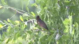Cuckoo chick begs for, and gets a free meal from its Sparrow parent