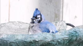 Blue jays taking a bath.
