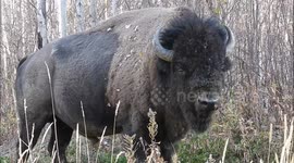 Bison wallows in dirt in rural Canada