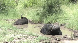‘Dagga Boys’ – old male Buffaloes enjoy their wallow until disturbed by a truck