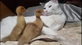 Louie the cat in California can tolerate his bothering duckling siblings