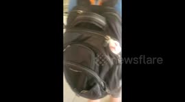 Sneaking a cat into a fancy hotel like a pro!