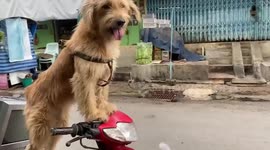 Pet dog rides on motorcycle with owner to work and market