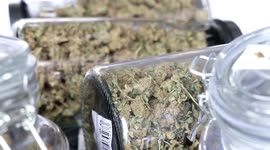 Police arrest Japanese tourist at alleged cannabis warehouse in Thailand